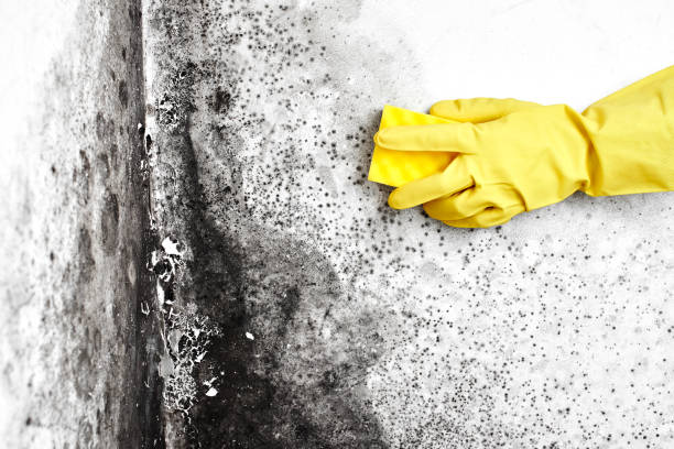 Best Mold Odor Removal Services  in Burley, WA