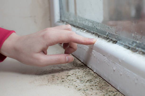 Best Mold Prevention Services  in Burley, WA